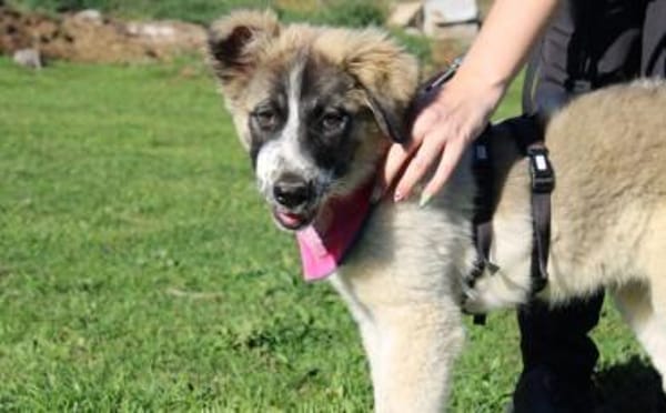 Zuhause gesucht für Zumi