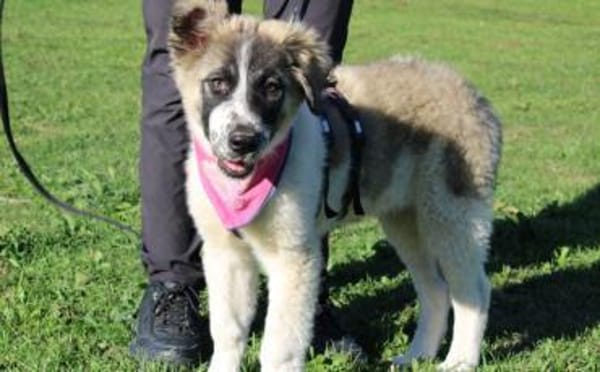 Zuhause gesucht für Zumi