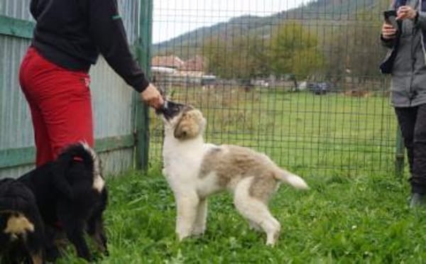 Zuhause gesucht für Zumi