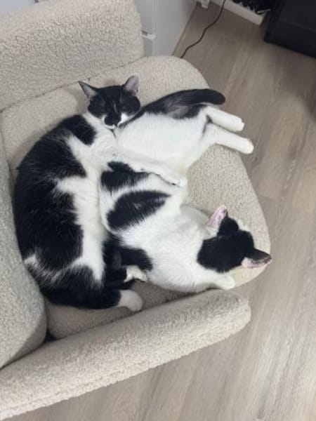 NURIEL & ZIPPY suchen gem. Zuhause!