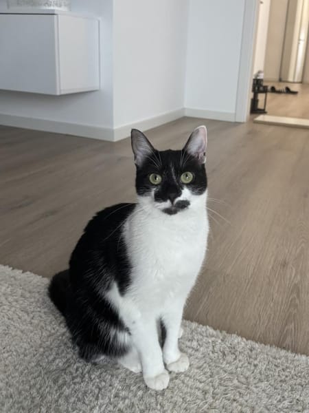 NURIEL & ZIPPY suchen gem. Zuhause!