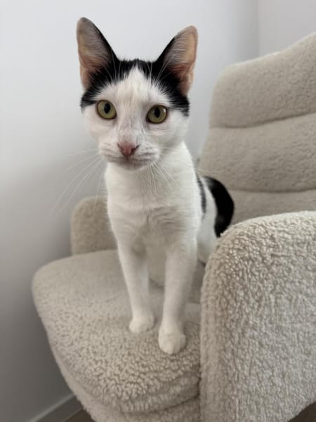 NURIEL & ZIPPY suchen gem. Zuhause!