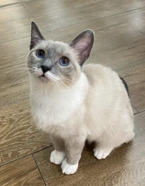 Lucky sucht mit Garten oder Freigang