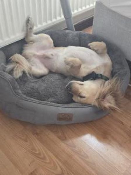 Kleiner MIO sucht ländliches Zuhause