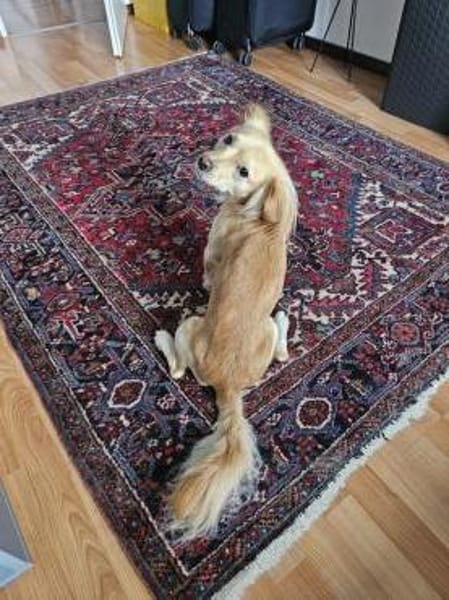 Kleiner MIO sucht ländliches Zuhause