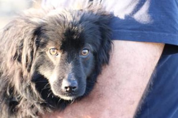 Janu - kinderlieber Jungrüde