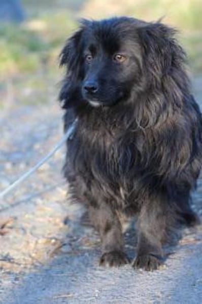 Janu - kinderlieber Jungrüde