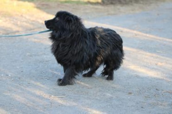 Janu - kinderlieber Jungrüde