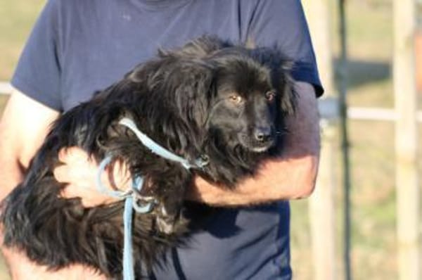 Janu - kinderlieber Jungrüde