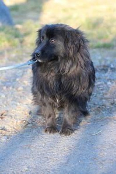 Janu - kinderlieber Jungrüde