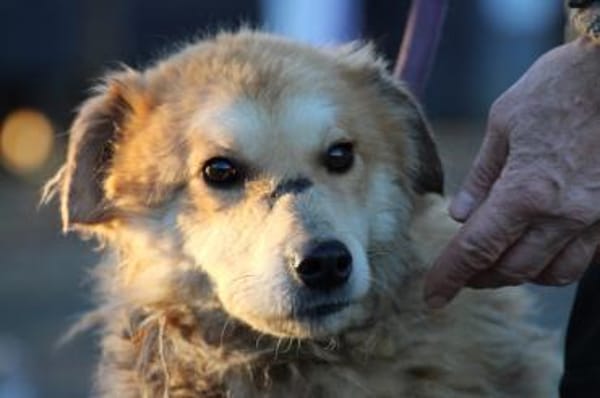 Bailey - hübscher, aufgeweckter Rüde