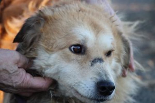 Bailey - hübscher, aufgeweckter Rüde