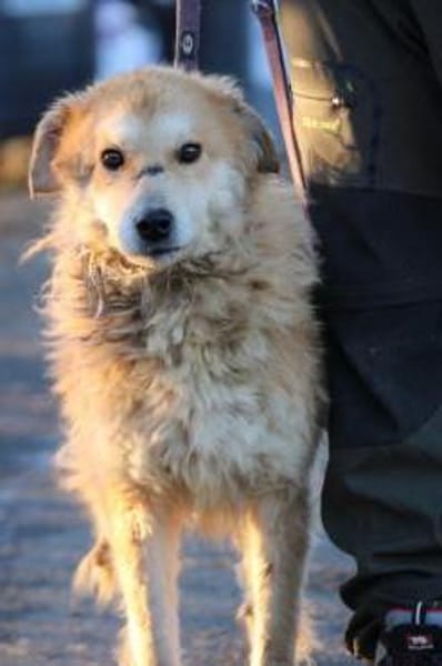 Bailey - hübscher, aufgeweckter Rüde