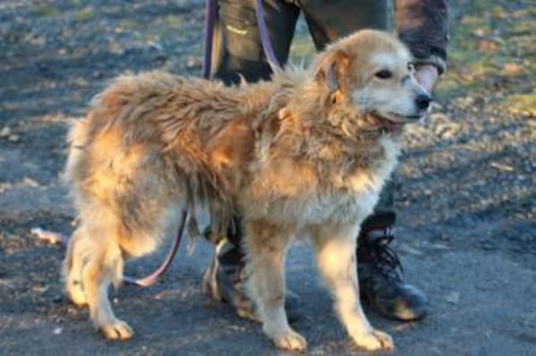 Bailey - hübscher, aufgeweckter Rüde