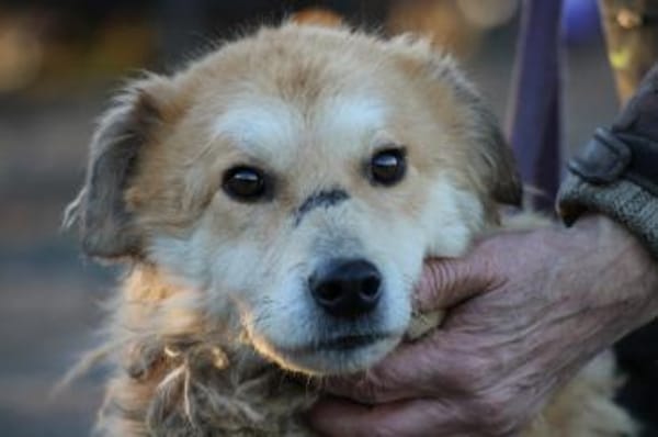 Bailey - hübscher, aufgeweckter Rüde