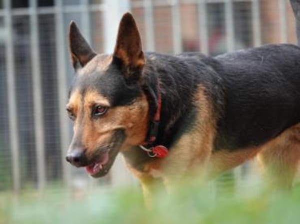 Tulma1 sucht ein Zuhause/Pflegestelle