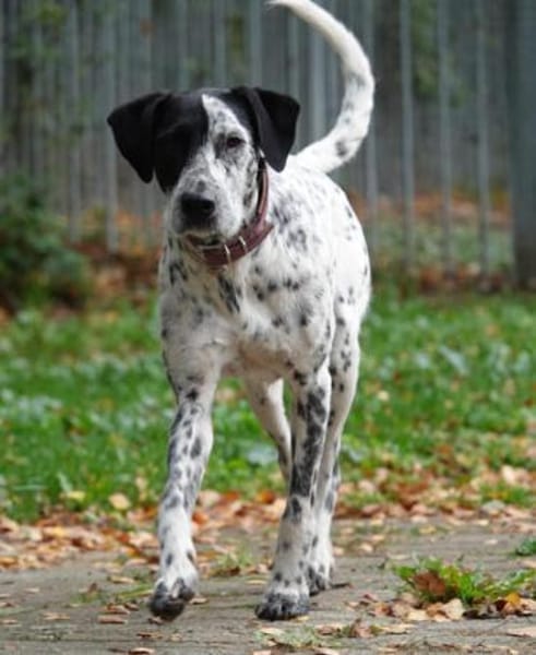 Bronco2 sucht einen Gnadenplatz