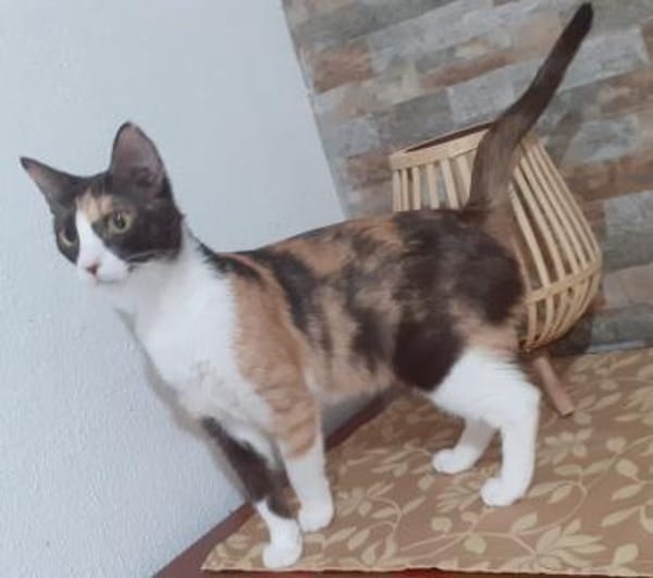 Sanfte Seele sucht Liebe