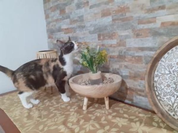 Sanfte Seele sucht Liebe