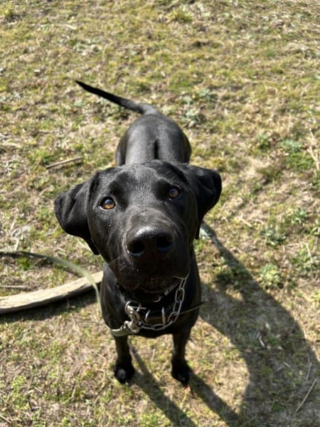 Leo, schwarze Schönheit