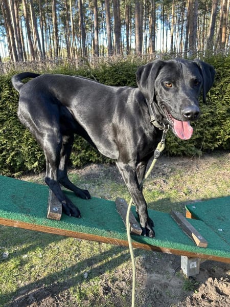 Leo, schwarze Schönheit