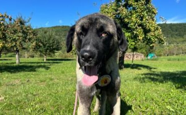 Wer schenkt Sanga ein Zuhause?