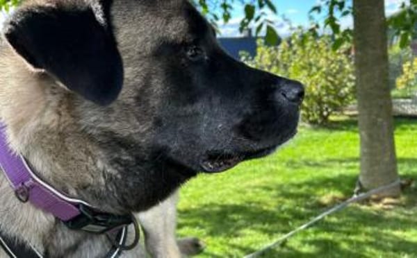 Wer schenkt Sanga ein Zuhause?