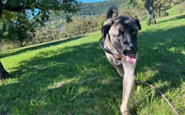 Wer schenkt Sanga ein Zuhause?