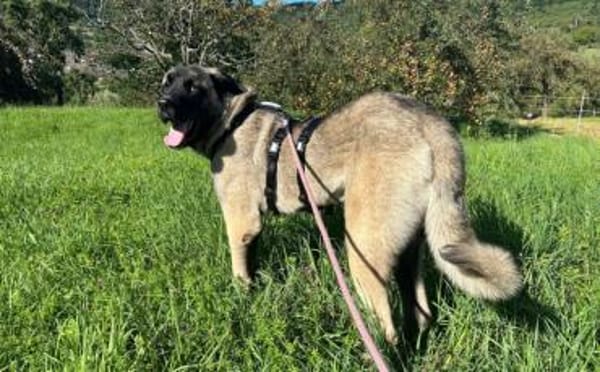 Wer schenkt Sanga ein Zuhause?