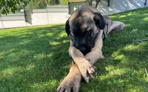 Wer schenkt Sanga ein Zuhause?