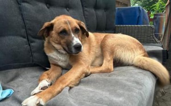 Stian ist ein sanfter & liebevoller <3