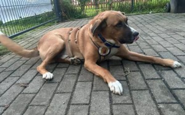 Stian ist ein sanfter & liebevoller <3