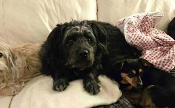 Olly möchte Einzelprinz sein