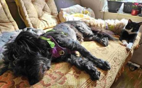 Olly möchte Einzelprinz sein