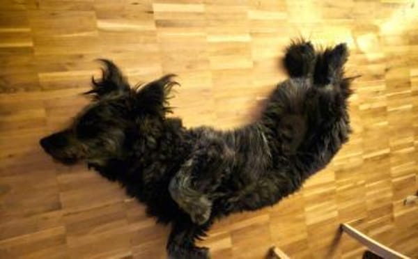 Olly möchte Einzelprinz sein