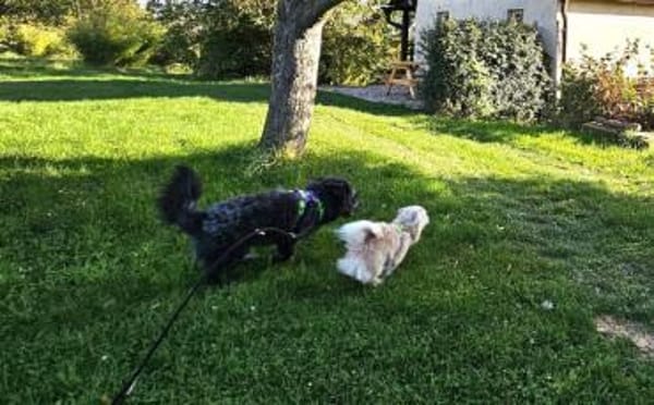 Olly möchte Einzelprinz sein