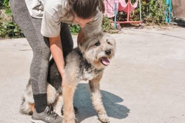 Liebenswerter Strubbel sucht ein einfühl