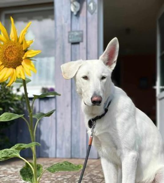 Iorek - anhänglich,lustig&treu