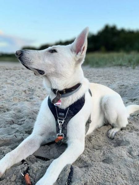 Iorek - anhänglich,lustig&treu