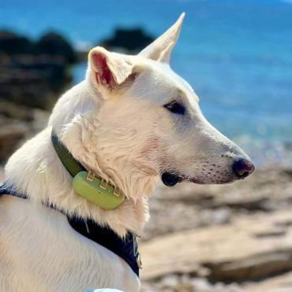 Iorek - anhänglich,lustig&treu