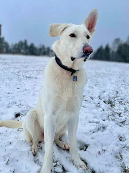 Iorek - anhänglich,lustig&treu