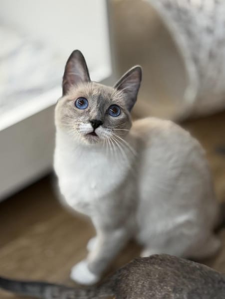 Lucky sucht mit Garten oder Freigang