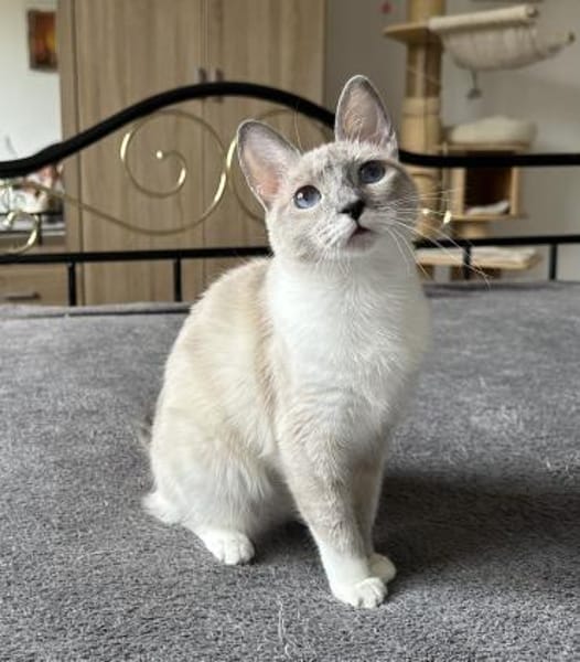 Lucky sucht mit Garten oder Freigang