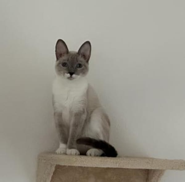 Lucky sucht mit Garten oder Freigang