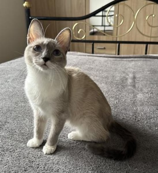 Lucky sucht mit Garten oder Freigang