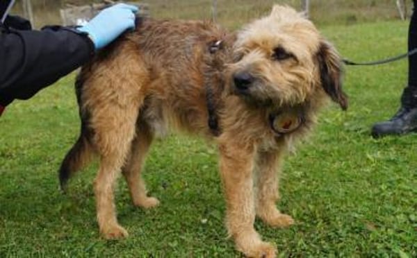 Yugo wartet auf dich