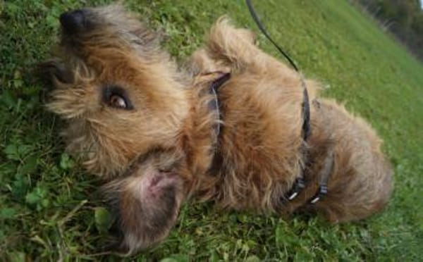 Yugo wartet auf dich