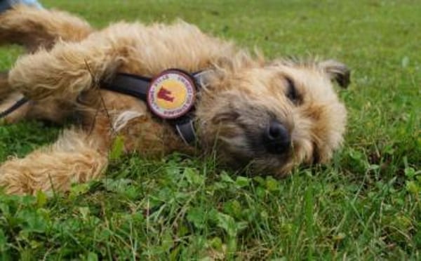 Yugo wartet auf dich