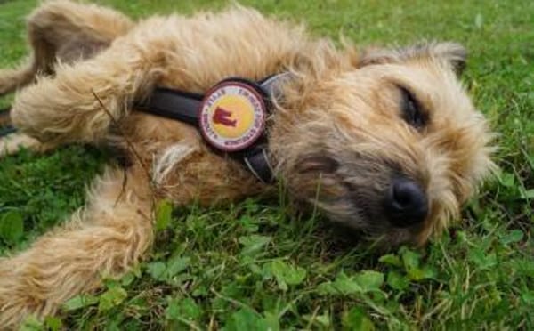 Yugo wartet auf dich