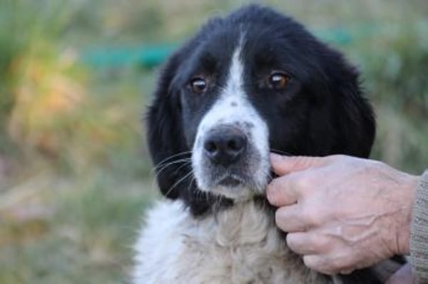 Marina - zutraulich u. kinderlieb